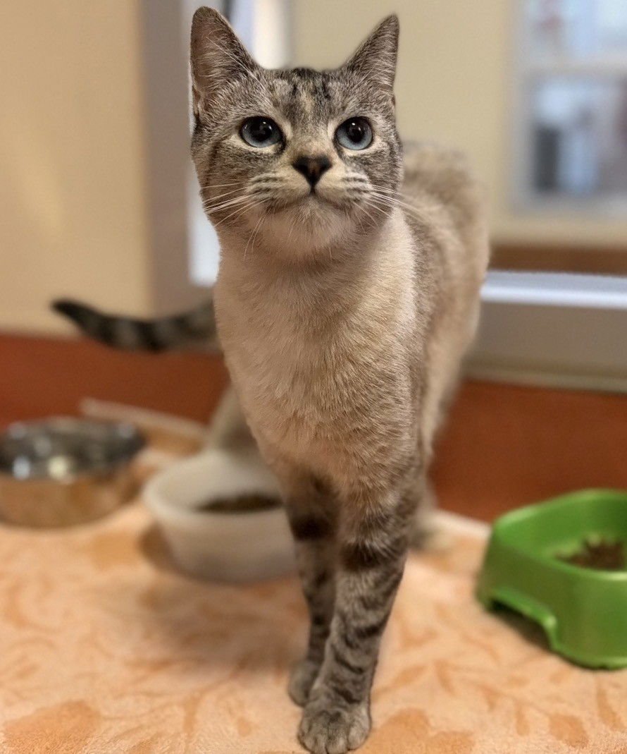 LORELAI - Domestic Short Hair available for adoption