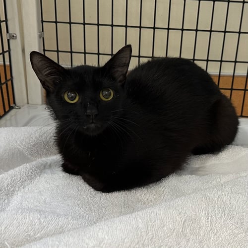 CLASH - Domestic Short Hair available for adoption