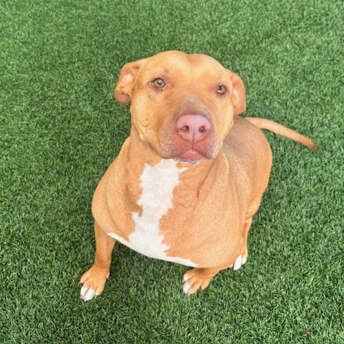 ELENI - Pit Bull Terrier available for adoption