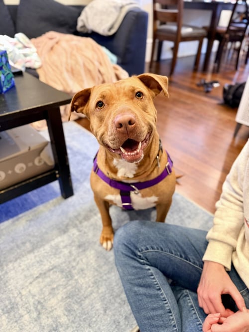 ELENI - Pit Bull Terrier available for adoption