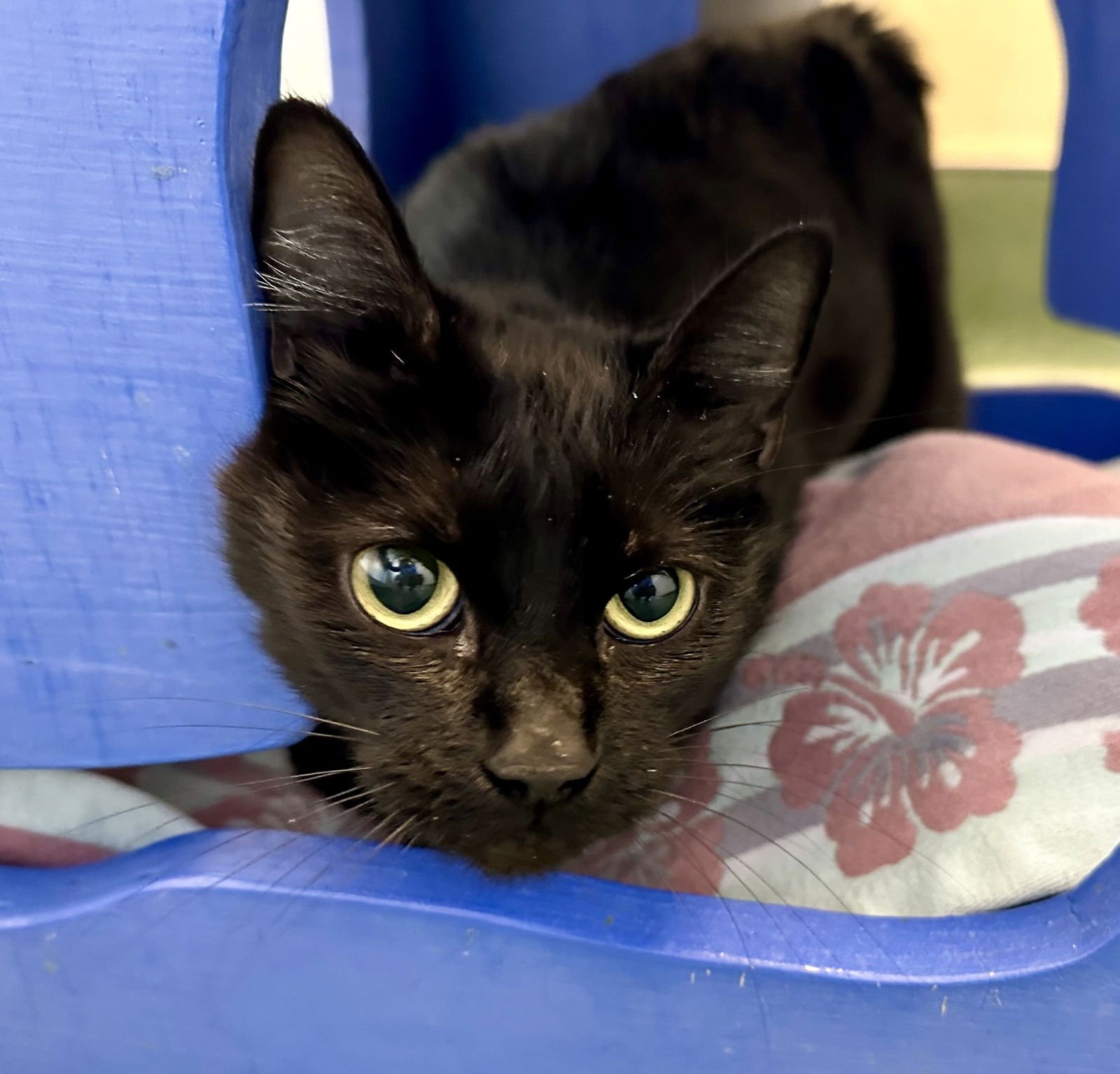 BONOBO - Manx available for adoption