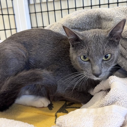 CATBOY - Domestic Short Hair available for adoption