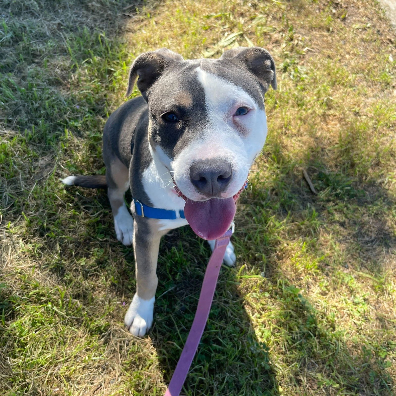 LIV - Pit Bull Terrier available for adoption