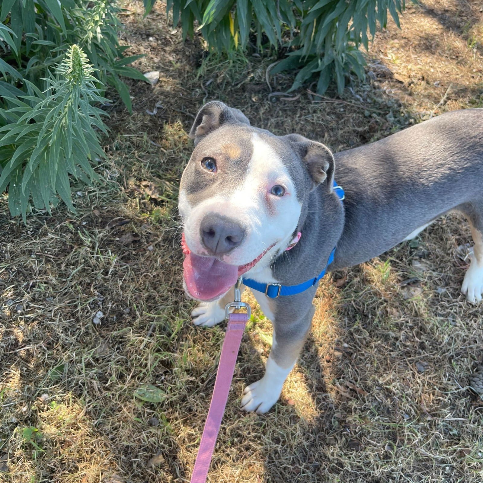 LIV - Pit Bull Terrier available for adoption