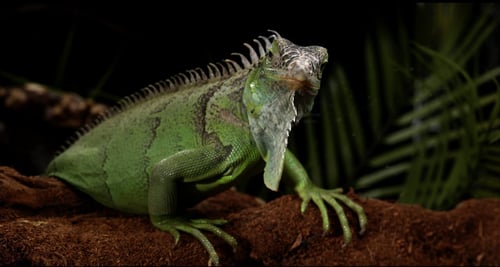 CREATURE - Iguana available for adoption