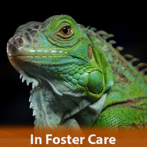 CREATURE - Iguana available for adoption