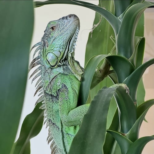 CREATURE - Iguana available for adoption