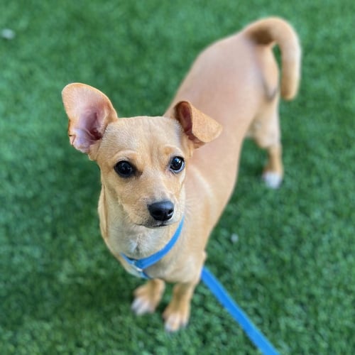 PRECIOUS THE PUPPY - Chihuahua available for adoption