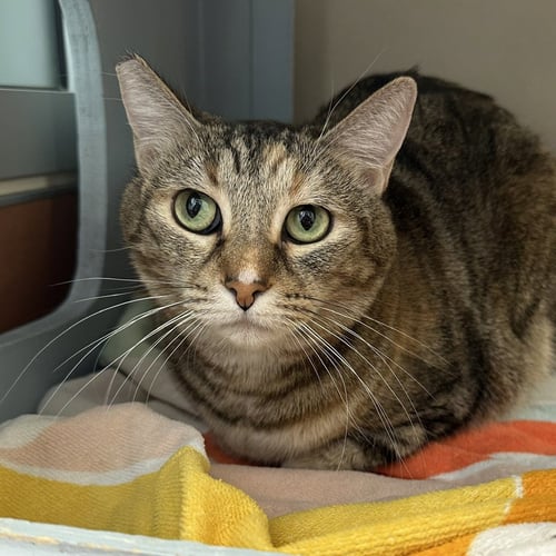 POOKIE & ANGEL - Domestic Short Hair available for adoption