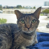 Pookie & Angel - Photo 4