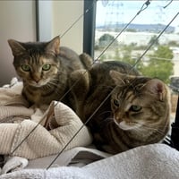 Pookie & Angel - Photo 1