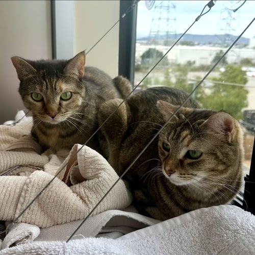 POOKIE & ANGEL - Domestic Short Hair available for adoption