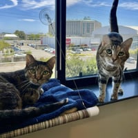 Pookie & Angel - Photo 2