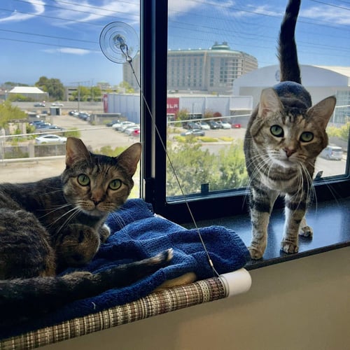 POOKIE & ANGEL - Domestic Short Hair available for adoption