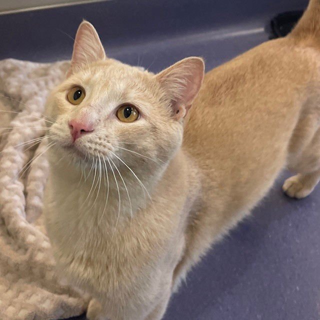 CHAMPAGNE - Domestic Short Hair available for adoption