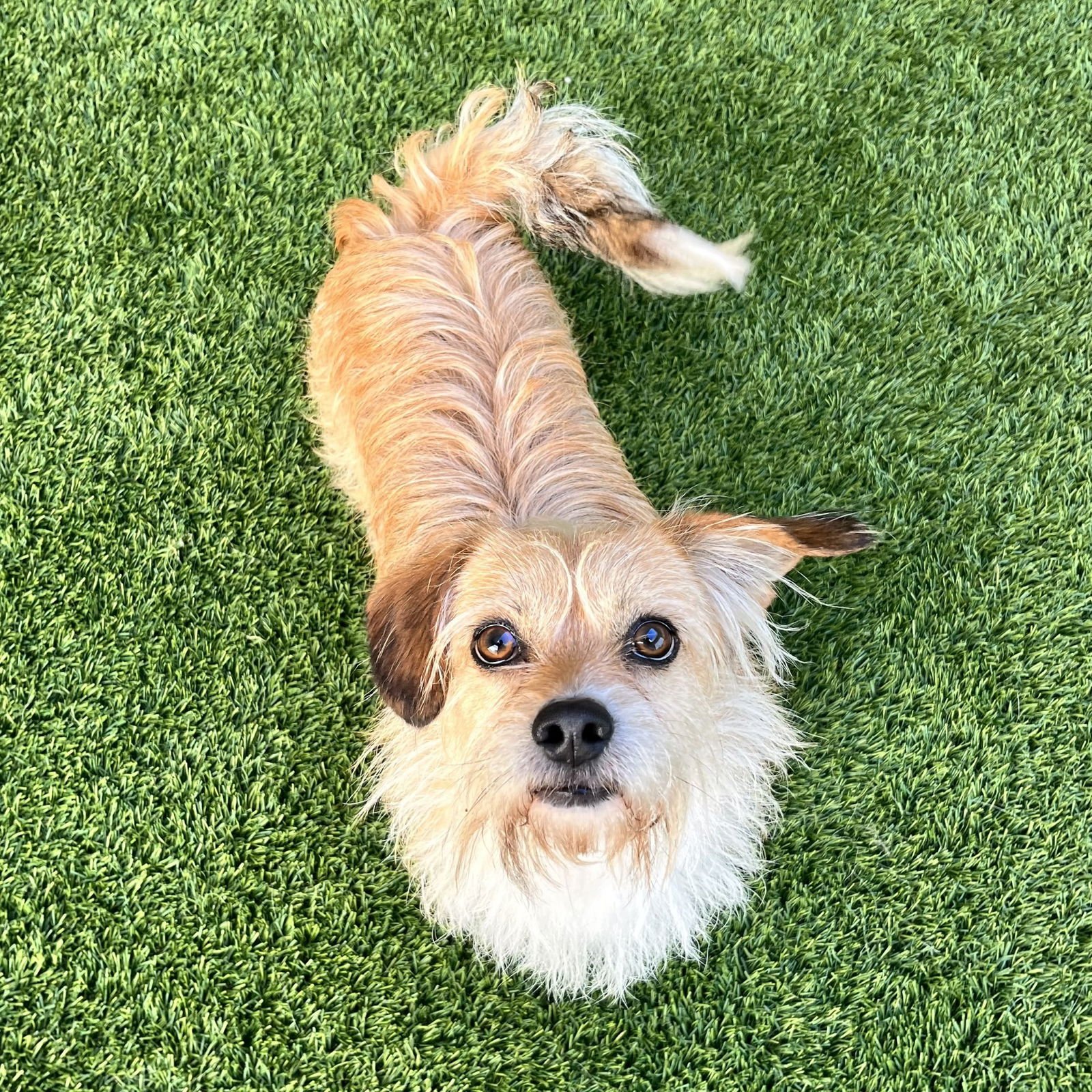 ARCHIE - Terrier available for adoption