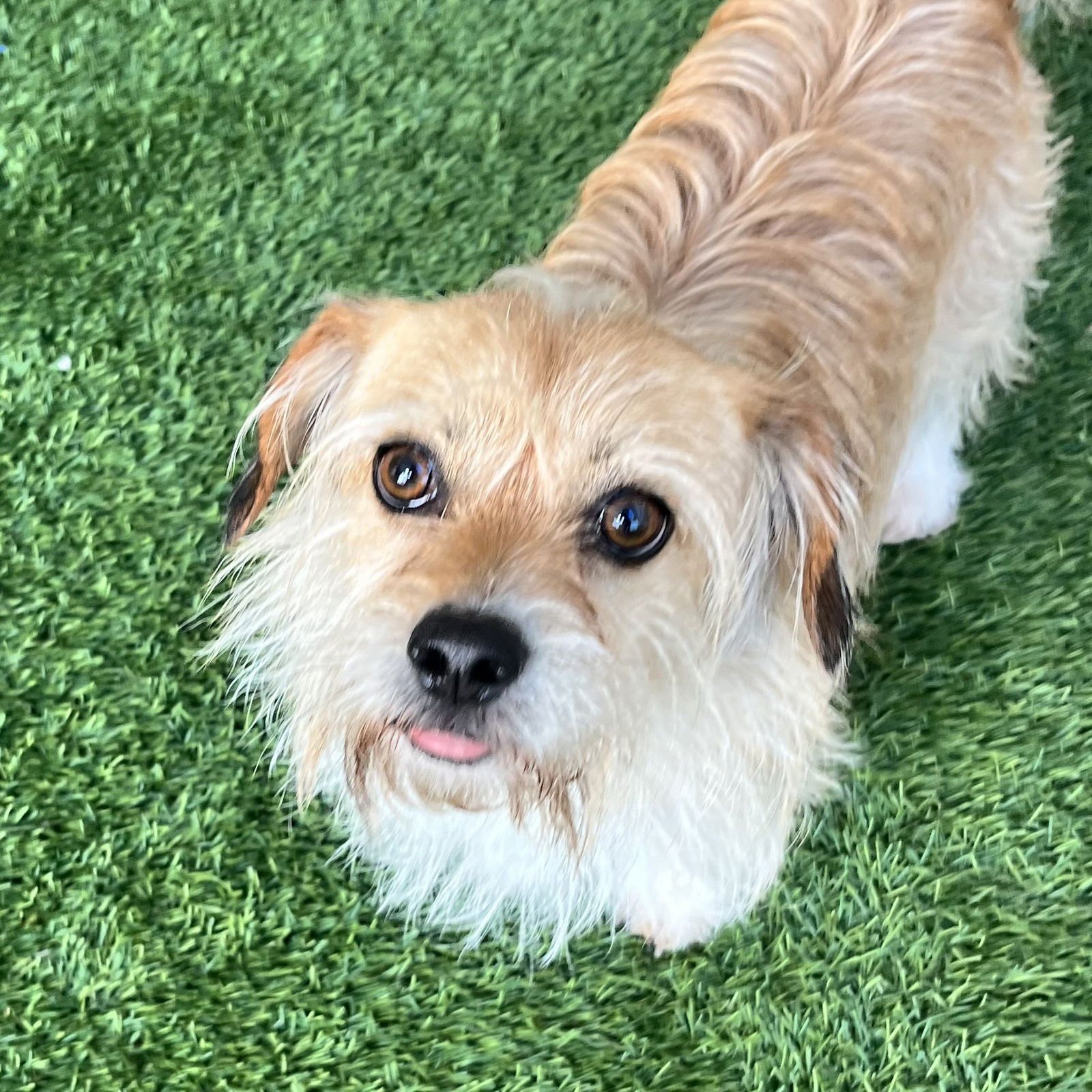 ARCHIE - Terrier available for adoption