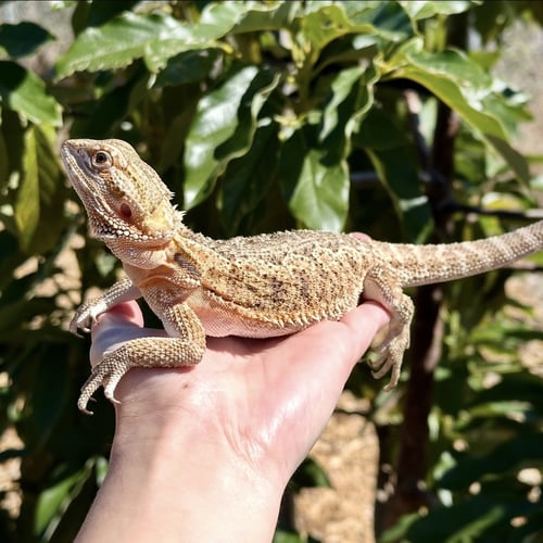 POPPY - Lizard available for adoption