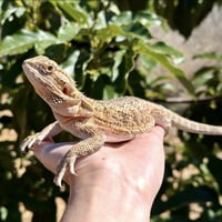 Poppy - Photo 2