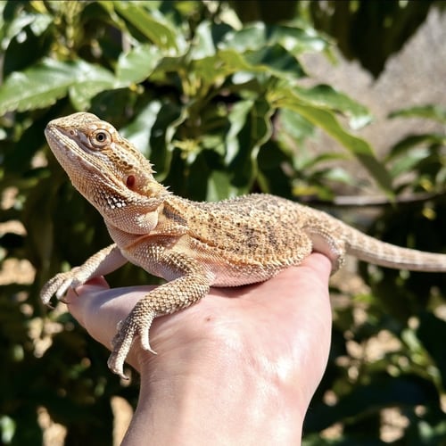 POPPY - Lizard available for adoption