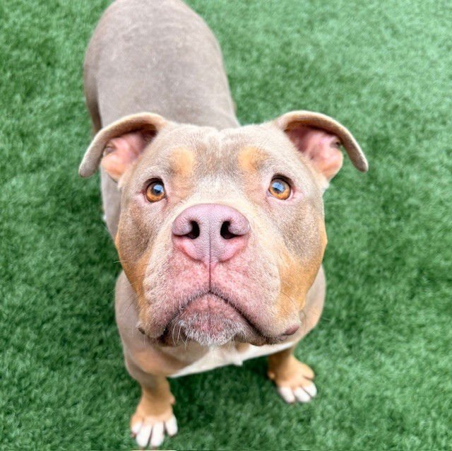 BARRY - Pit Bull Terrier available for adoption