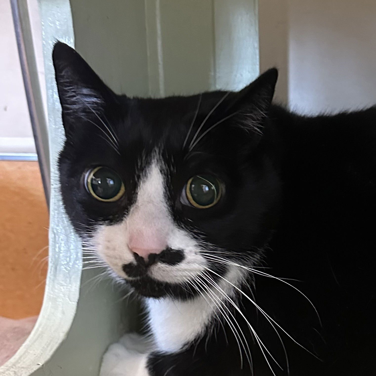 ABRAHAM & CHRIS - Domestic Short Hair available for adoption