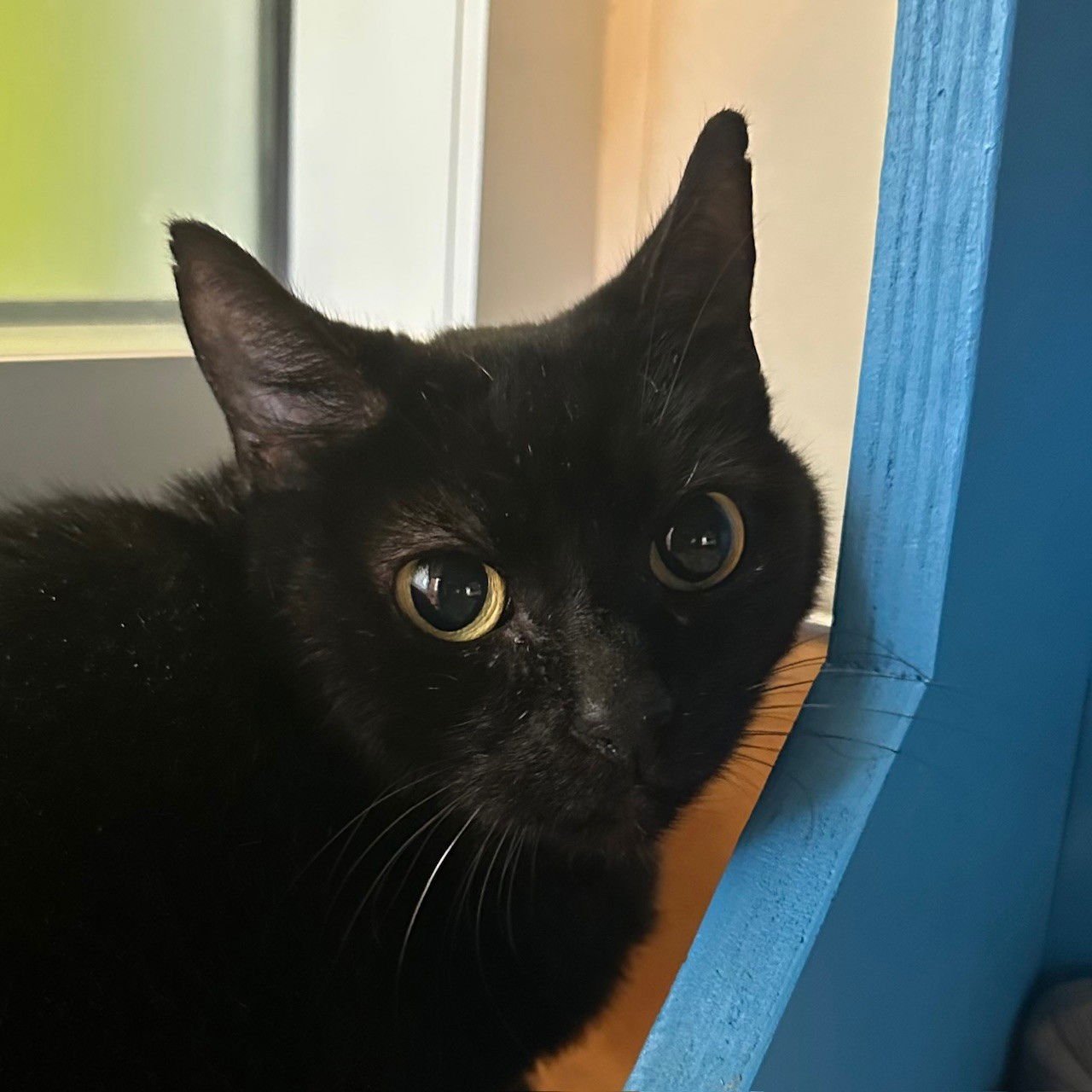 ABRAHAM & CHRIS - Domestic Short Hair available for adoption