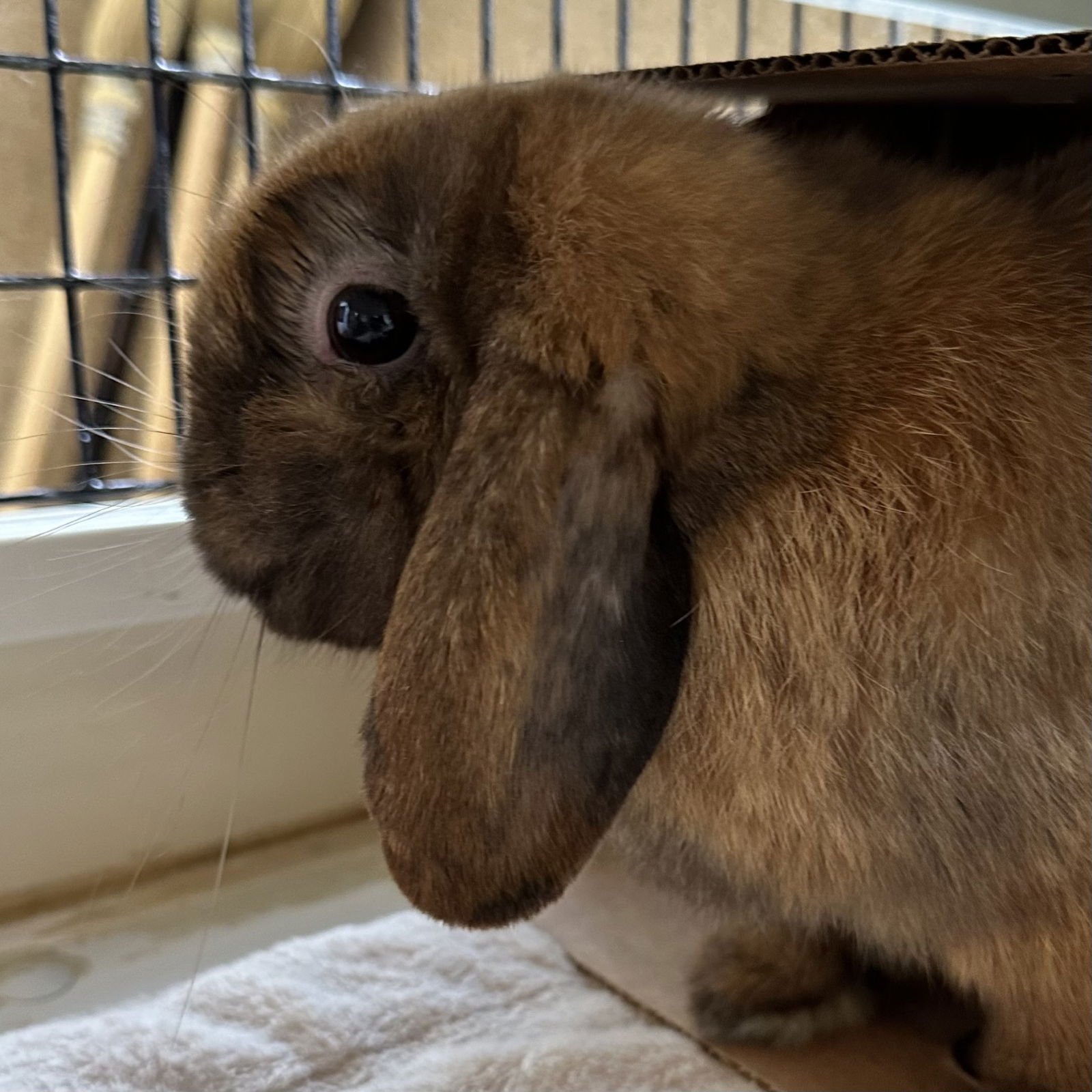 PIPPIN - Holland Lop available for adoption
