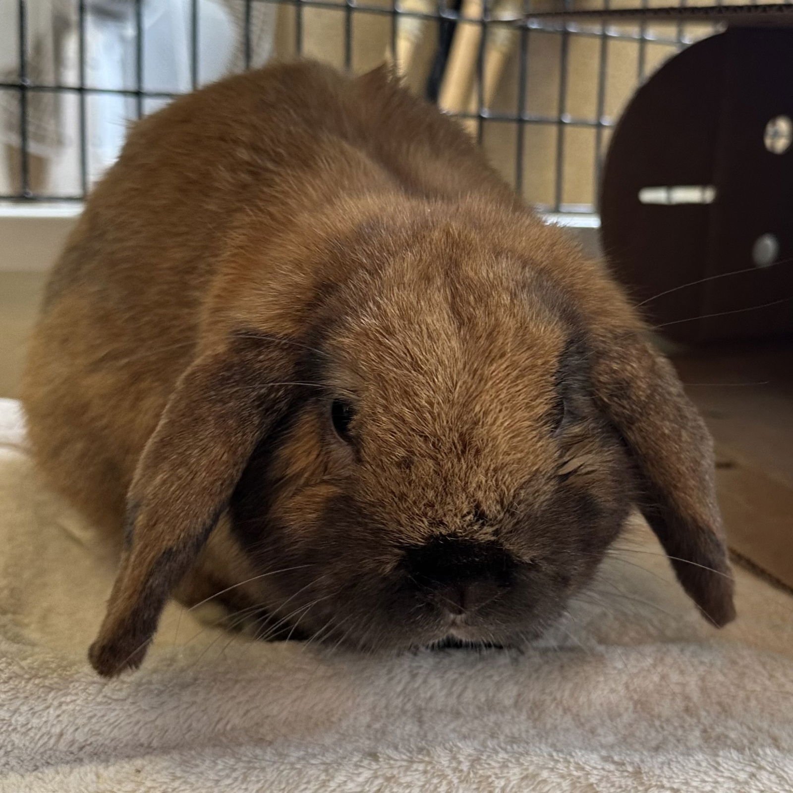PIPPIN - Holland Lop available for adoption