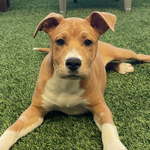TONKS THE PUPPY! - Pit Bull Terrier available for adoption