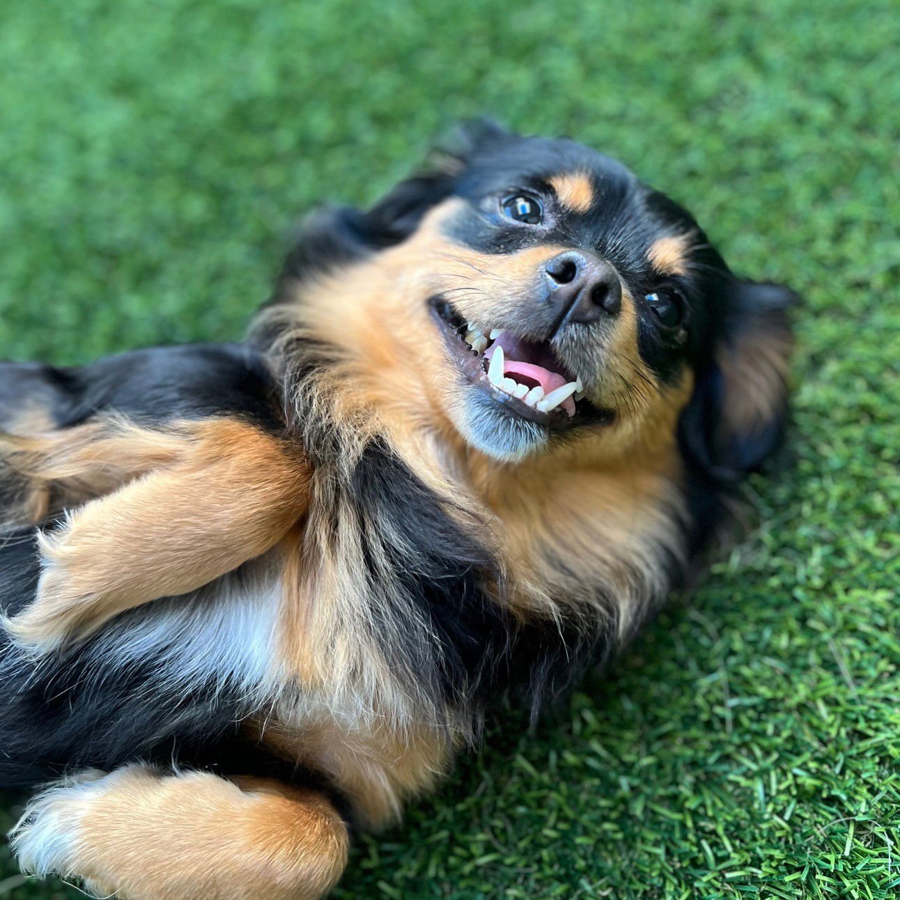 LUNA - Dachshund / Chihuahua available for adoption