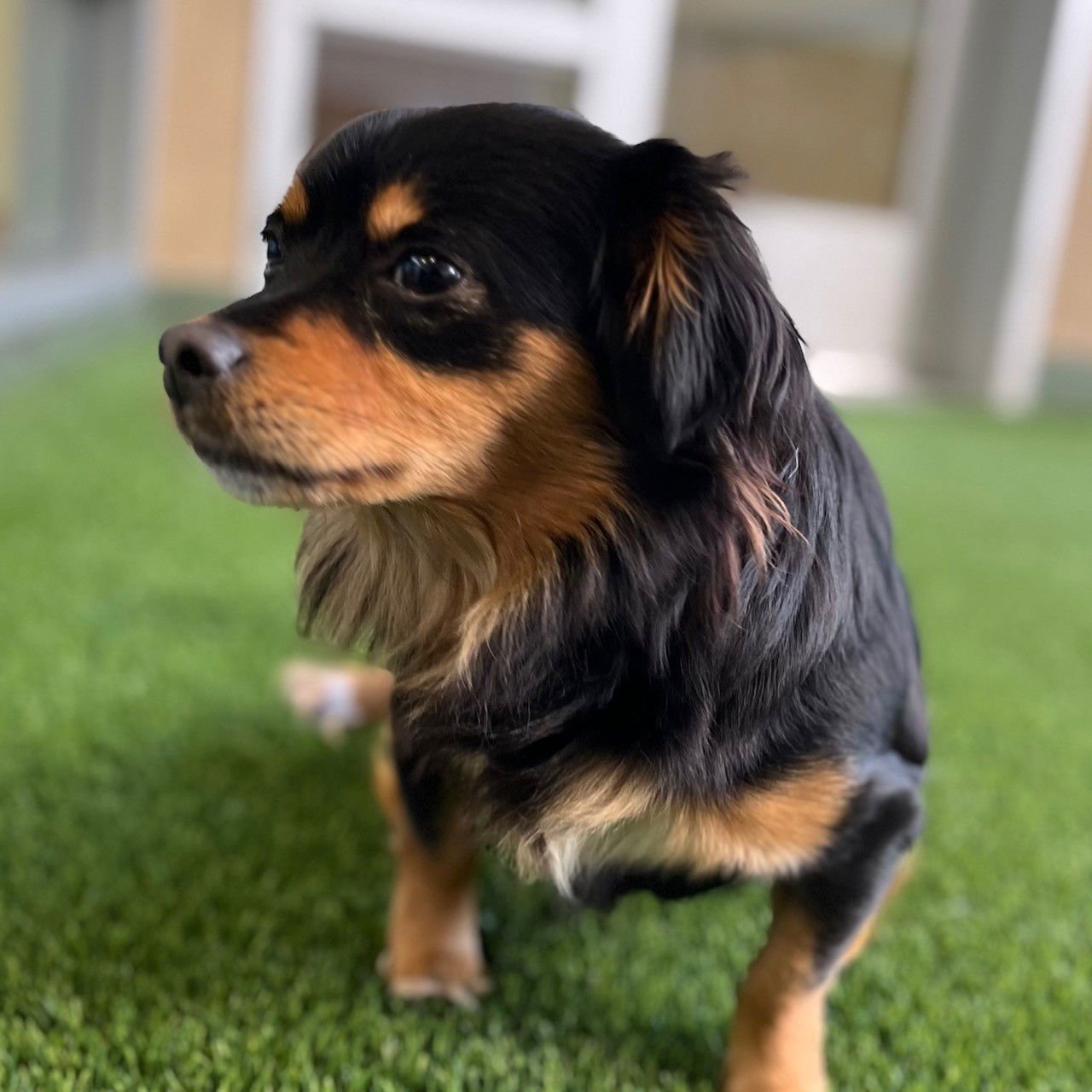 LUNA - Dachshund / Chihuahua available for adoption