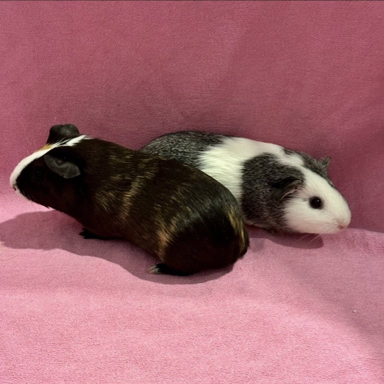 Sweet (F) & Potato (F) Image
