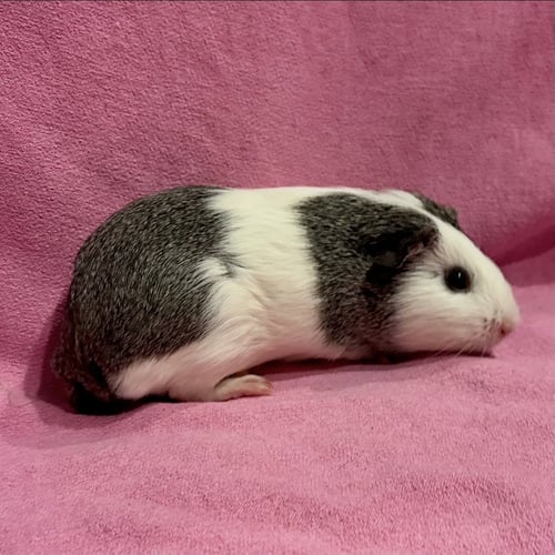 SWEET (F) & POTATO (F) - Guinea Pig available for adoption