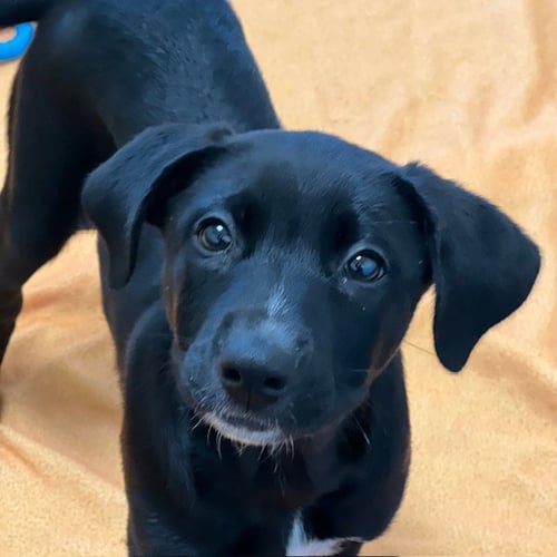 ANNIE - Labrador Retriever / Shepherd available for adoption