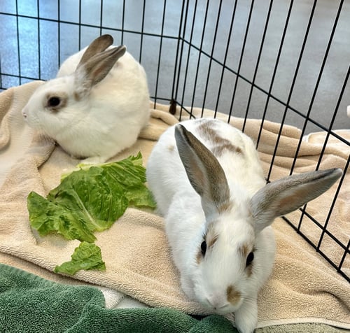 TWEEDLEDEE (F) & TWEEDLEDUM (M) - Shorthaired Rabbit available for adoption