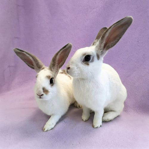 TWEEDLEDEE (F) & TWEEDLEDUM (M) - Shorthaired Rabbit available for adoption