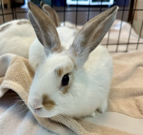 TWEEDLEDEE (F) & TWEEDLEDUM (M) - Shorthaired Rabbit available for adoption