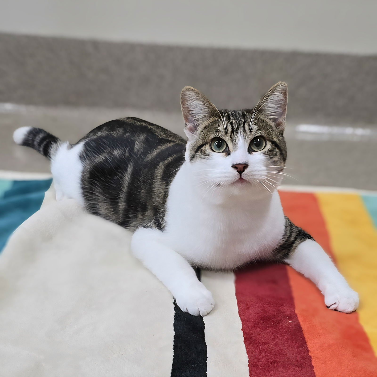 KOA - Domestic Short Hair available for adoption