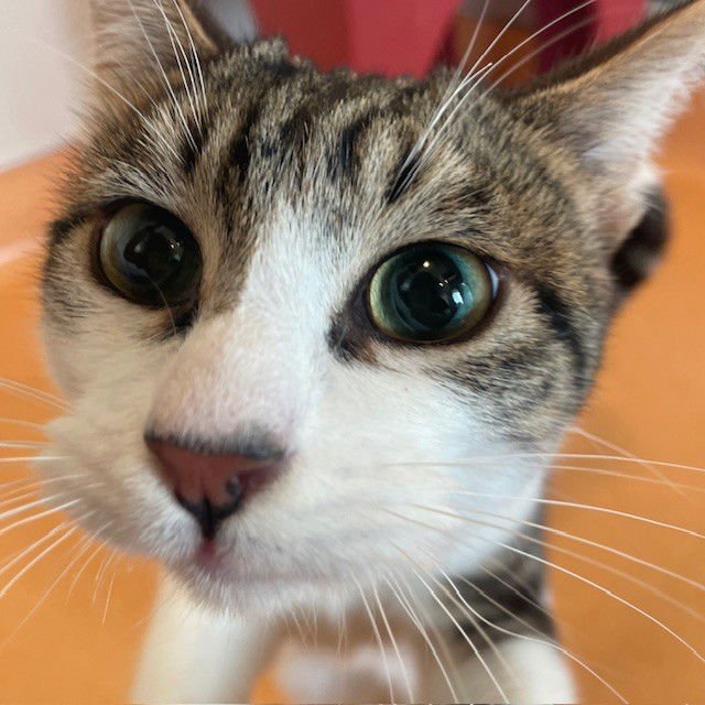 KOA - Domestic Short Hair available for adoption