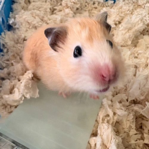 SESAME (F) - Hamster available for adoption