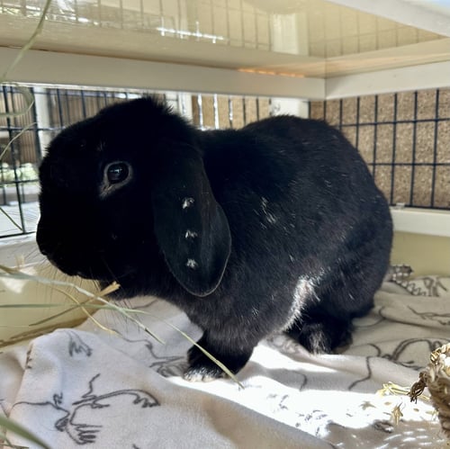 BLAKE - Shorthaired Rabbit available for adoption