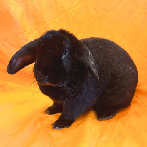 BLAKE - Lop Eared available for adoption