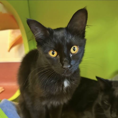 ENYA - Domestic Medium Hair available for adoption