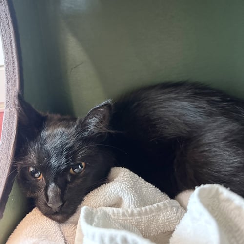 ENYA - Domestic Medium Hair available for adoption