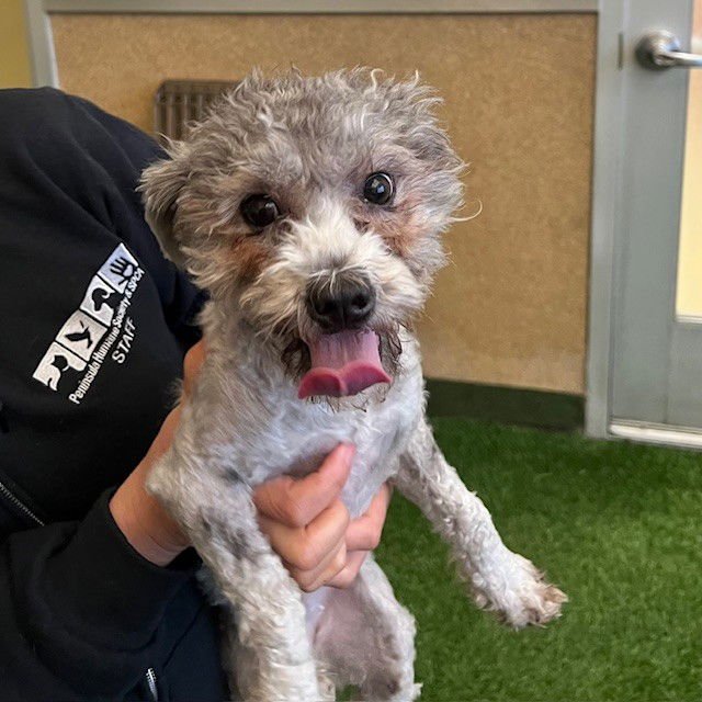 PEPPERMINT PATTY - Poodle (Miniature) available for adoption