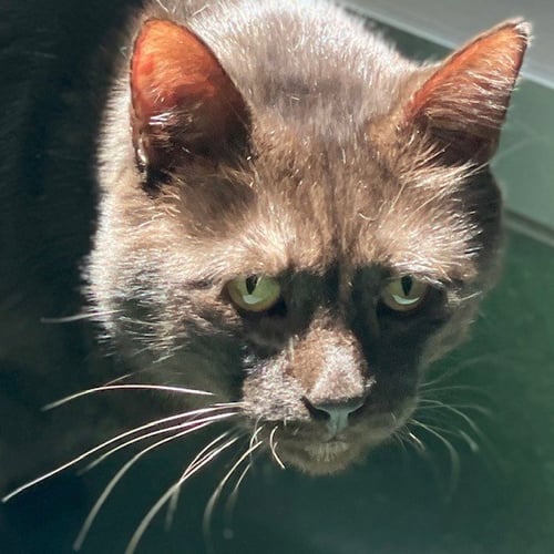 PEEZY - Domestic Short Hair available for adoption