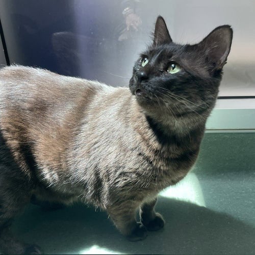 PEEZY - Domestic Short Hair available for adoption