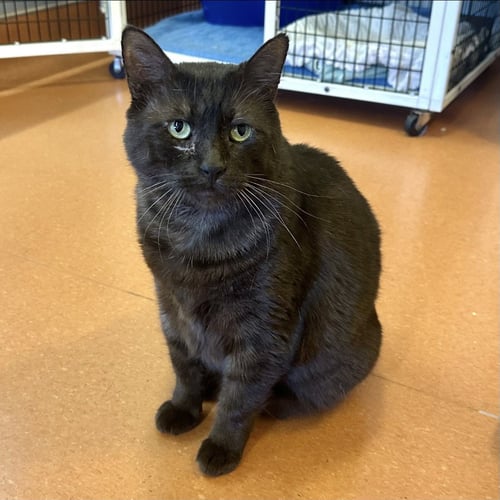 PEEZY - Domestic Short Hair available for adoption