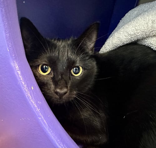 MOSSIMO - Domestic Short Hair available for adoption